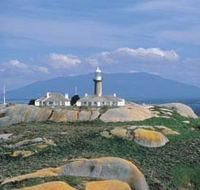 Montague Island Nature Reserve - Accommodation Sunshine Coast