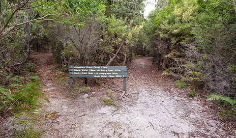 Angophora Grove Walking Track - Accommodation Sunshine Coast 0