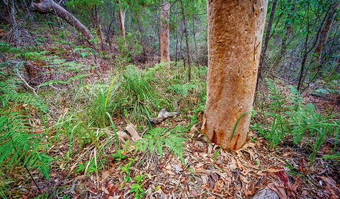 Angophora Grove Walking Track - Accommodation Sunshine Coast 2