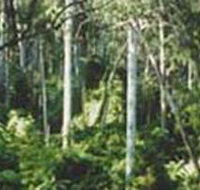 Lind National Park - Accommodation Sunshine Coast