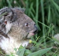 Koala Hospital - Accommodation Sunshine Coast