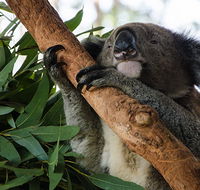 Macquarie Nature Reserve - Accommodation Sunshine Coast
