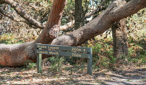 Middle Lagoon Walking Track - Accommodation Sunshine Coast 0