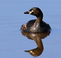 Panboola Wetlands - Accommodation Sunshine Coast