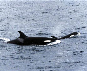 Killer Whale Trail - Accommodation Sunshine Coast 0