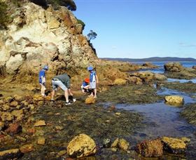 Sapphire Coast Marine Discovery Centre - Accommodation Sunshine Coast 0