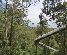 Tarkine Forest Adventures - Dismal Swamp - Accommodation Sunshine Coast 1