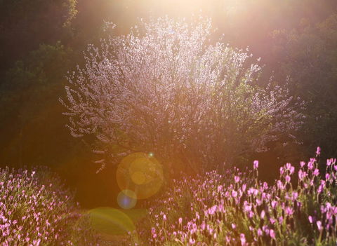 Jasmin Organics Skincare Farm And Factory - Accommodation Sunshine Coast 1