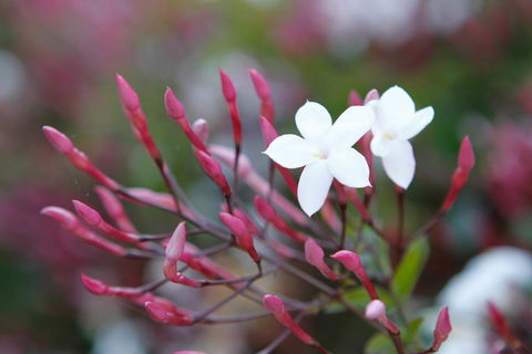 Jasmin Organics Skincare Farm And Factory - Accommodation Sunshine Coast 3