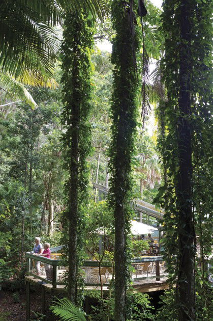 Sea Acres Rainforest Centre - Accommodation Sunshine Coast 1