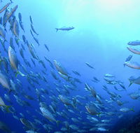 Cape Byron Marine Park - Accommodation Sunshine Coast