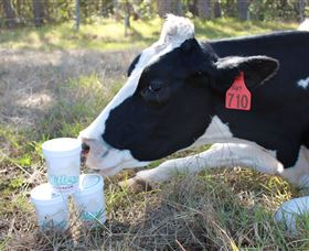 Millers Ice Cream - Accommodation Sunshine Coast 2