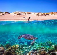 Snorkel the Ningaloo Reef - Accommodation Sunshine Coast