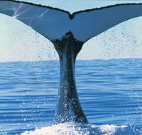 Humpback Whales - Accommodation Sunshine Coast