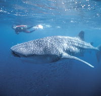 Swim with the Whale Sharks - Accommodation Sunshine Coast