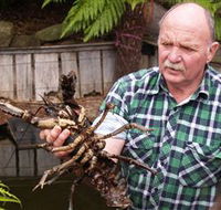 Lobster Ponds - Accommodation Sunshine Coast