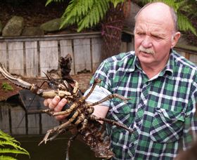 Lobster Ponds - Accommodation Sunshine Coast 0