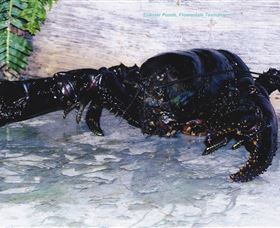 Lobster Ponds - Accommodation Sunshine Coast 2