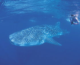 Ningaloo Reef - Accommodation Sunshine Coast 0
