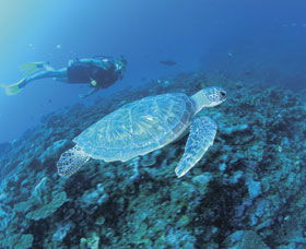 Ningaloo Reef - Accommodation Sunshine Coast 1