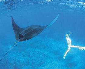 Ningaloo Reef - Accommodation Sunshine Coast 3