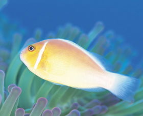 Ningaloo Reef - Accommodation Sunshine Coast 2
