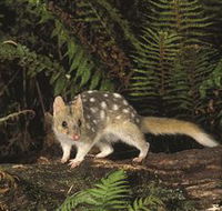 Tarkine Forest Reserve - Accommodation Sunshine Coast