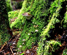 Philosopher Falls - Accommodation Sunshine Coast 3
