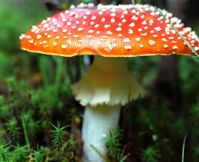 Philosopher Falls - Accommodation Sunshine Coast 2