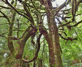 Philosopher Falls - Accommodation Sunshine Coast 5