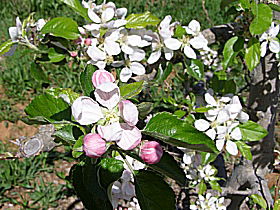 Avro Park Orchards - Accommodation Sunshine Coast 0