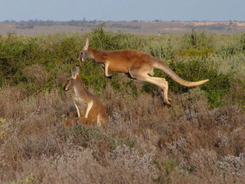 Echidna Walkabout Nature Tours - Accommodation Sunshine Coast 11