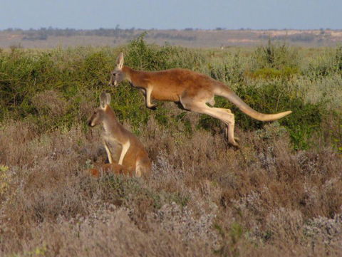 Echidna Walkabout Nature Tours - Accommodation Sunshine Coast 13