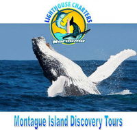 Lighthouse Charters Narooma - Accommodation Sunshine Coast