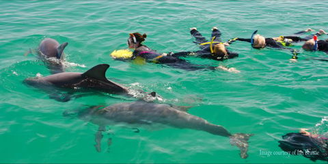 Rockingham Wild Encounters - Swim With Wild Dolphins - Accommodation Sunshine Coast 2