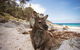 Nullarbor Traveller - thumb 27