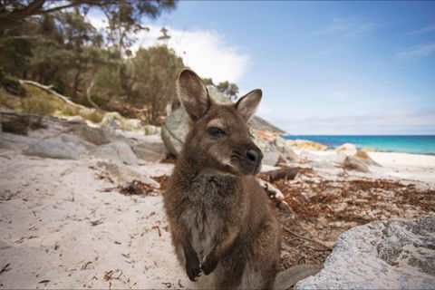 Nullarbor Traveller - Accommodation Sunshine Coast 28