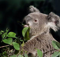 Koala Transfers - Accommodation Sunshine Coast