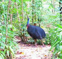 Daintree Safaris - Accommodation Sunshine Coast