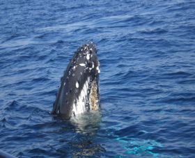 Jervis Bay Whales - Accommodation Sunshine Coast 1