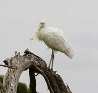 Melbourne Birding Tours - Accommodation Sunshine Coast