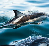Dolphin Swim Australia - Accommodation Sunshine Coast