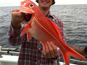 Goin' Off Safaris - Accommodation Sunshine Coast 1