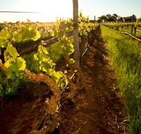 Kaesler Old Vine Vineyard Tour - Accommodation Sunshine Coast