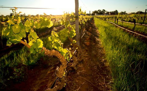 Kaesler Old Vine Vineyard Tour - Accommodation Sunshine Coast 0