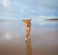 Fraser Island Adventure Tours - Accommodation Sunshine Coast