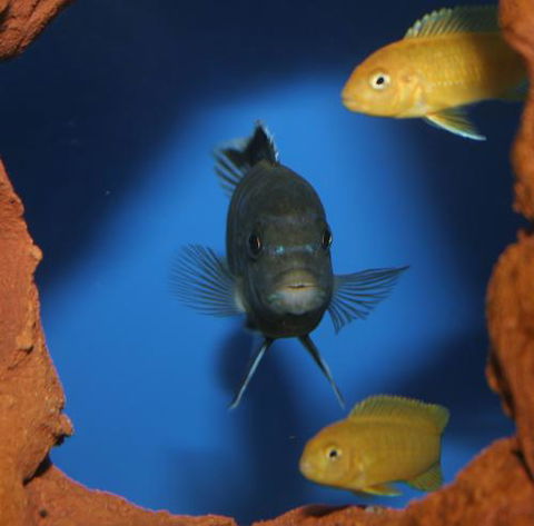 River To Reef Aquarium - Accommodation Sunshine Coast 1