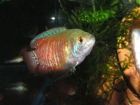 River To Reef Aquarium - Accommodation Sunshine Coast 4