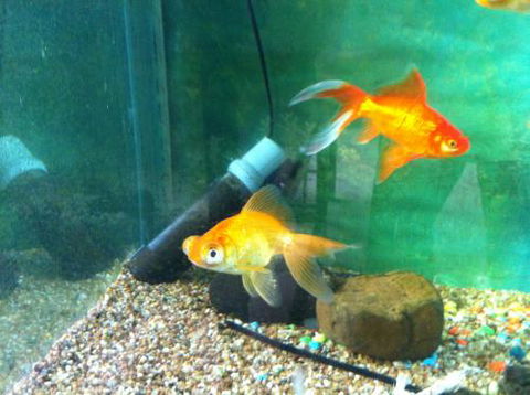 Hurley’s Aquariums - Accommodation Sunshine Coast 2