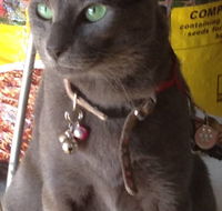 Pets and Saddles - Accommodation Sunshine Coast